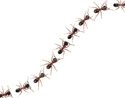 pest-elimination-park-city-ant-removal