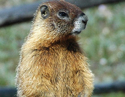 pest-elimination-park-city-marmot-removal
