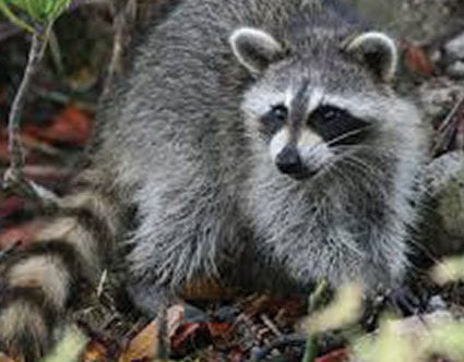 pest-elimination-park-city-raccoon-removal