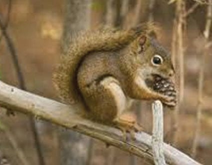 pest-elimination-park-city-squirrel-removal