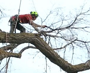 park-city-tree-removal-wasatch-arborists