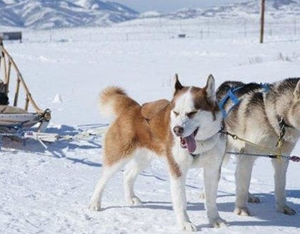 luna-lobos-utah-dog-sledding-tours