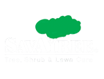 savatree-park-city-tree-removal